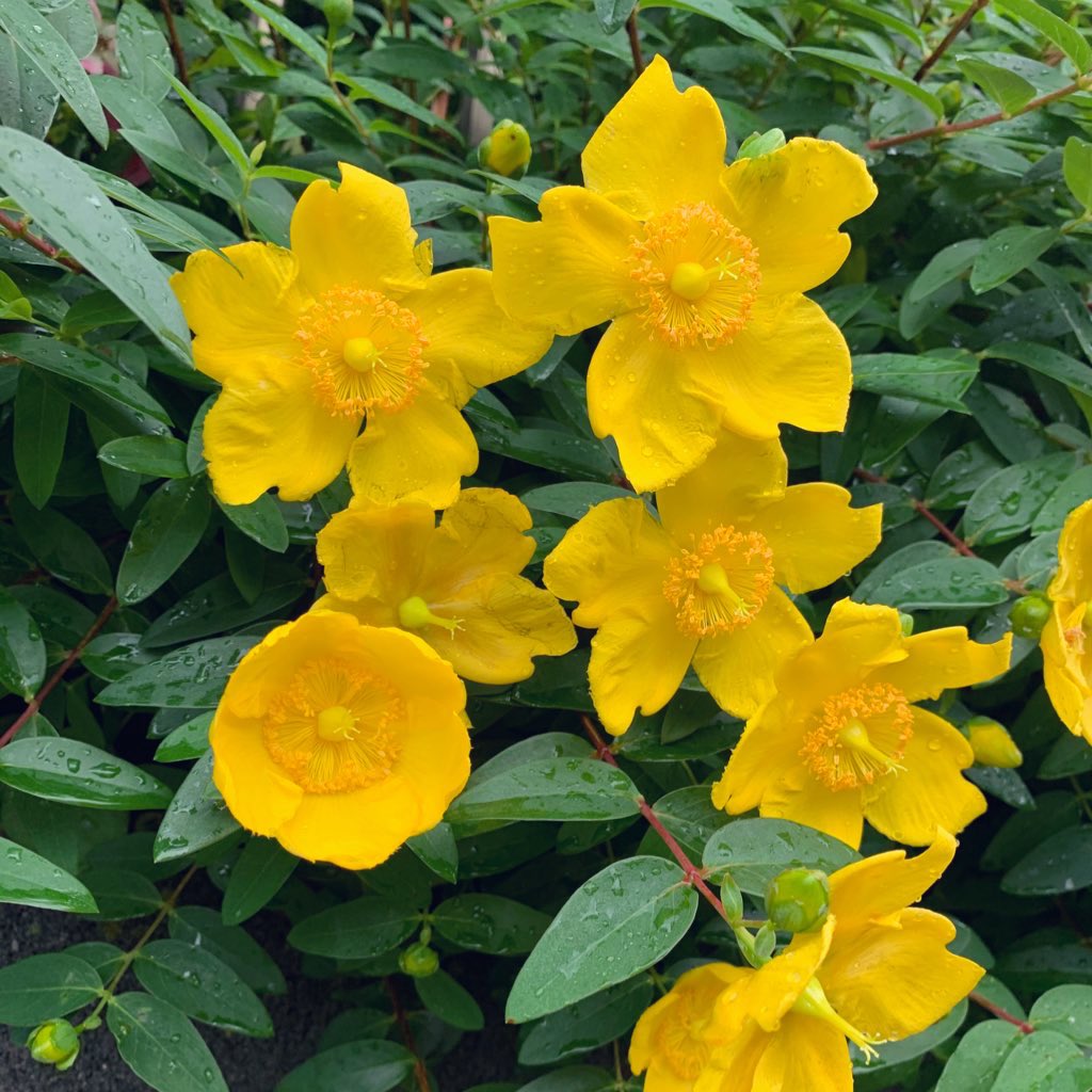 坂本 歩 おはようございます ヒペリカム ヒドコート Hypericum Hidcote 大輪金糸梅 タイリンキンシバイ 初夏のお庭に輝く黄金の花 切花で実を楽しむ ヒペリカム や オトギリソウも仲間 ステキな一日を