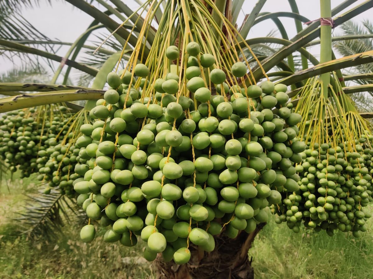 Open PO Kurma Muda India
Landing insya Allah tanggal 30 Mei 2021
Hijau Barhee dan Red Desi
Harga per kg disesuaikan dengan jumlah pemesanan

🌴Ecer Konsumen 230K
🌴Reseller 3kg 200k
🌴Agen
    💥5kg 185k
    💥50kg 180k
    💥100kg 175k
    💥200kg 170k
    💥1ton 160k