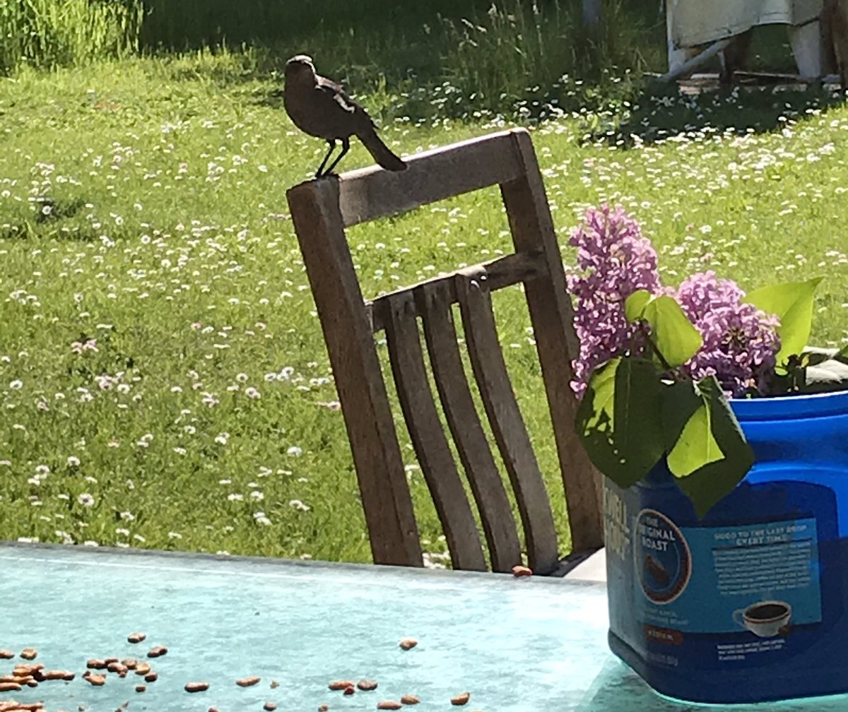 crowadinfinitum's tweet photo. Afternoon walk with my sweet boy Fox!! 🦊 💗☀️🌷🐝 #MyPhotos #Dachshunds #MyFox🦊 #Lilac #Flowers #Bumblebee🐝 #DogsOfTwitter #AdoptDontShop💗 https://t.co/GL7Fsfpo8E