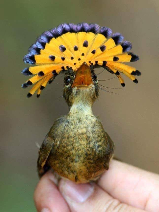 roseromaunt's tweet photo. Shout out Onychorhynchus coronatus Amazonian royal flycatcher https://t.co/S0FSi60YLm