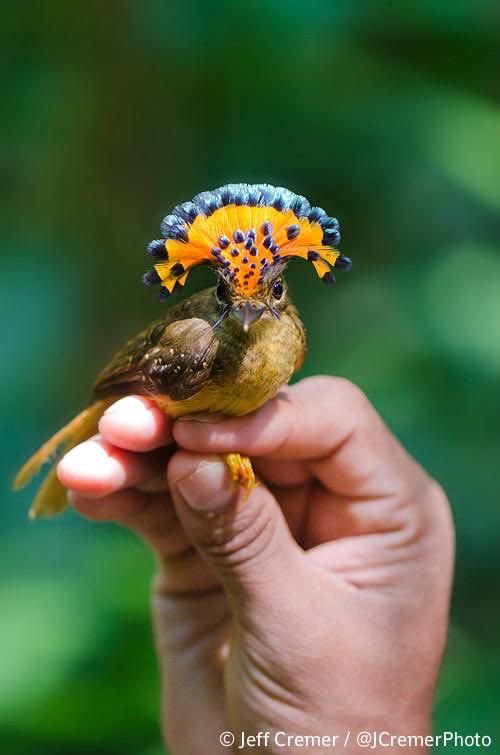 roseromaunt's tweet photo. Shout out Onychorhynchus coronatus Amazonian royal flycatcher https://t.co/S0FSi60YLm