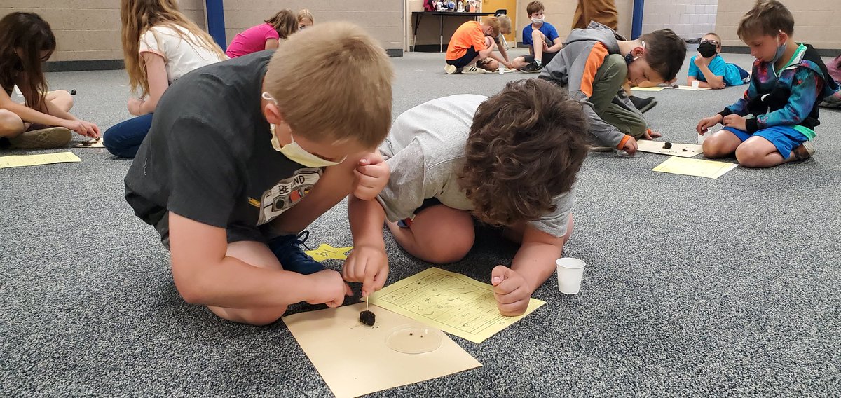 AmyDixonTES's tweet image. Seeing what creatures we can find in owl pellets #thirdgradescience @SubaRick