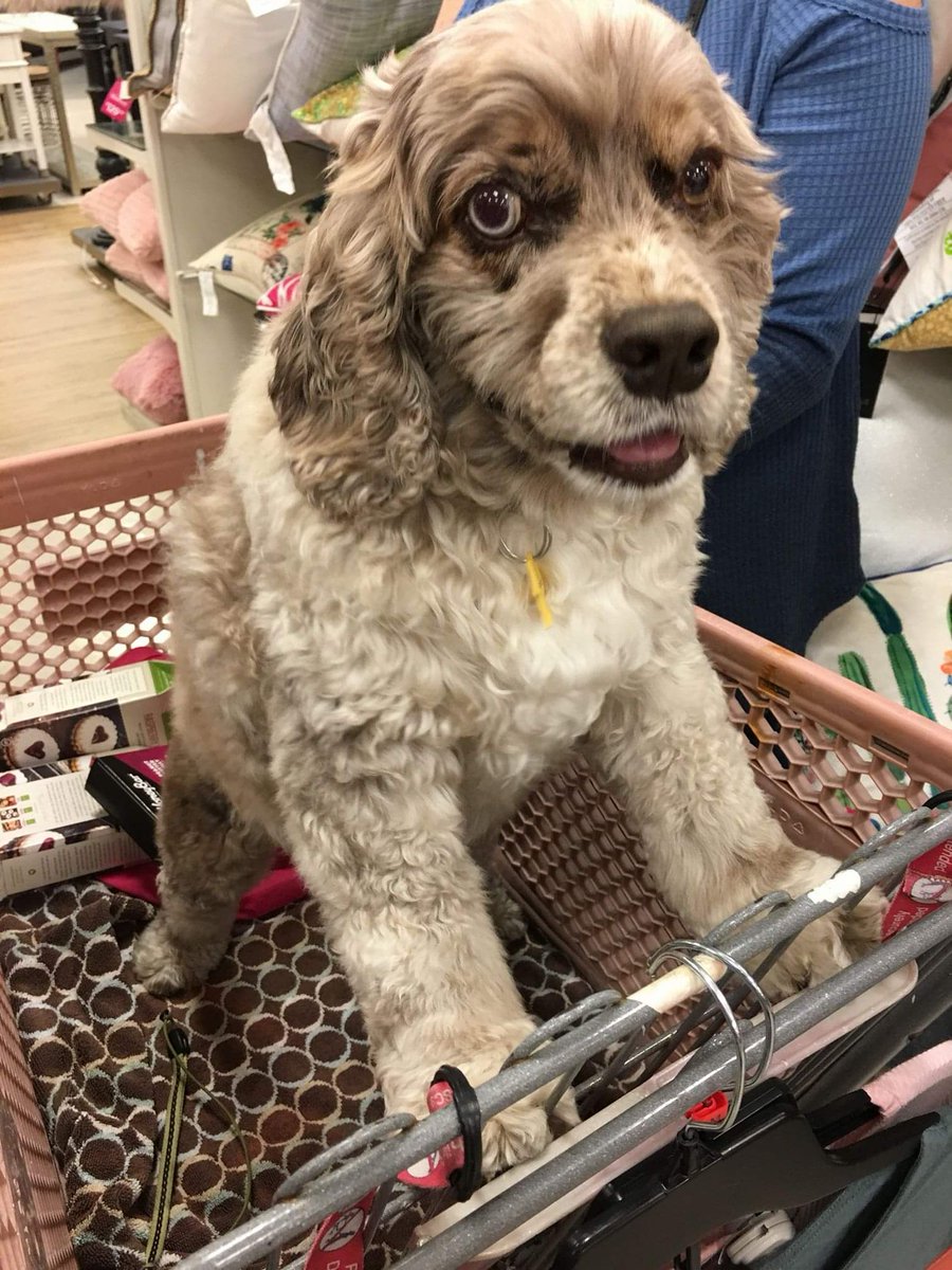 EnterpriseAud's tweet photo. Just a little shopping 🛍️ with mom, @TMobile she takes me everywhere! #TMobilePets https://t.co/Cj7FoVT6aD