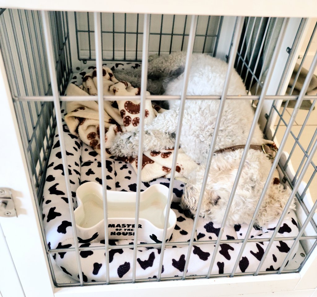 DoctoraDaisita's tweet photo. Grading hangover... But now I have to get to all the tasks I put off to get through grading.
Nothing like deadlines to tire out the whole household! Even Milo is wiped πΎ
#thingsprofessorssay #AcademicChatter #AcademicTwitter #phdchat #ineedarealbreak https://t.co/OoR1gXuPsB