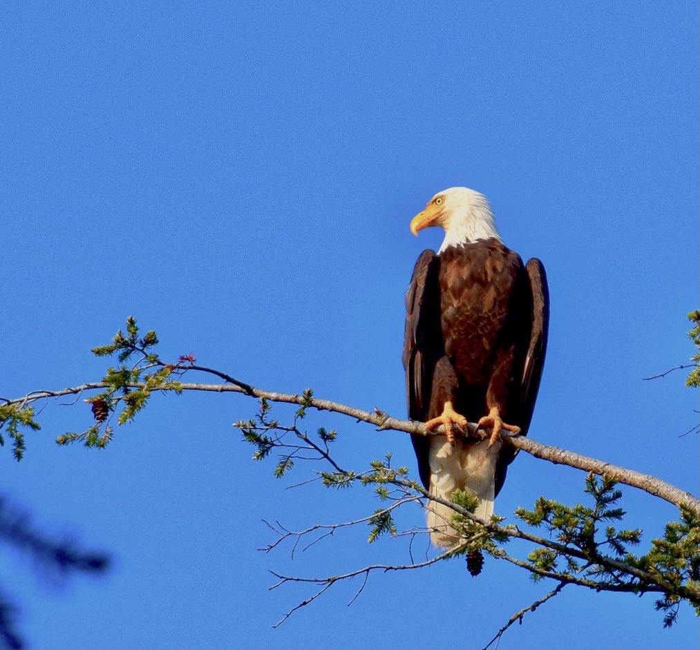 ToddRDoyle's tweet photo. Bald Eagles are just bad ass. https://t.co/XOX5Bd7t5T