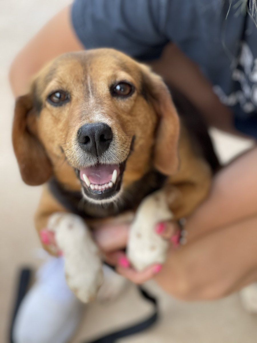 SouthsideSPCA's tweet photo. Did somebody say Beagle?!  Lots of cuties available for adoption!  https://t.co/gtijyB4EJH https://t.co/S2EphzjkZ2
