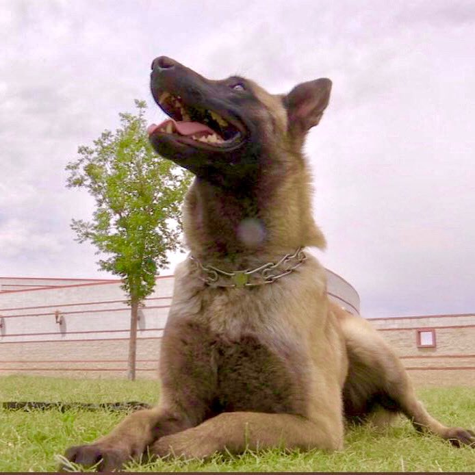 Canutillo ISD Police Department tweet media