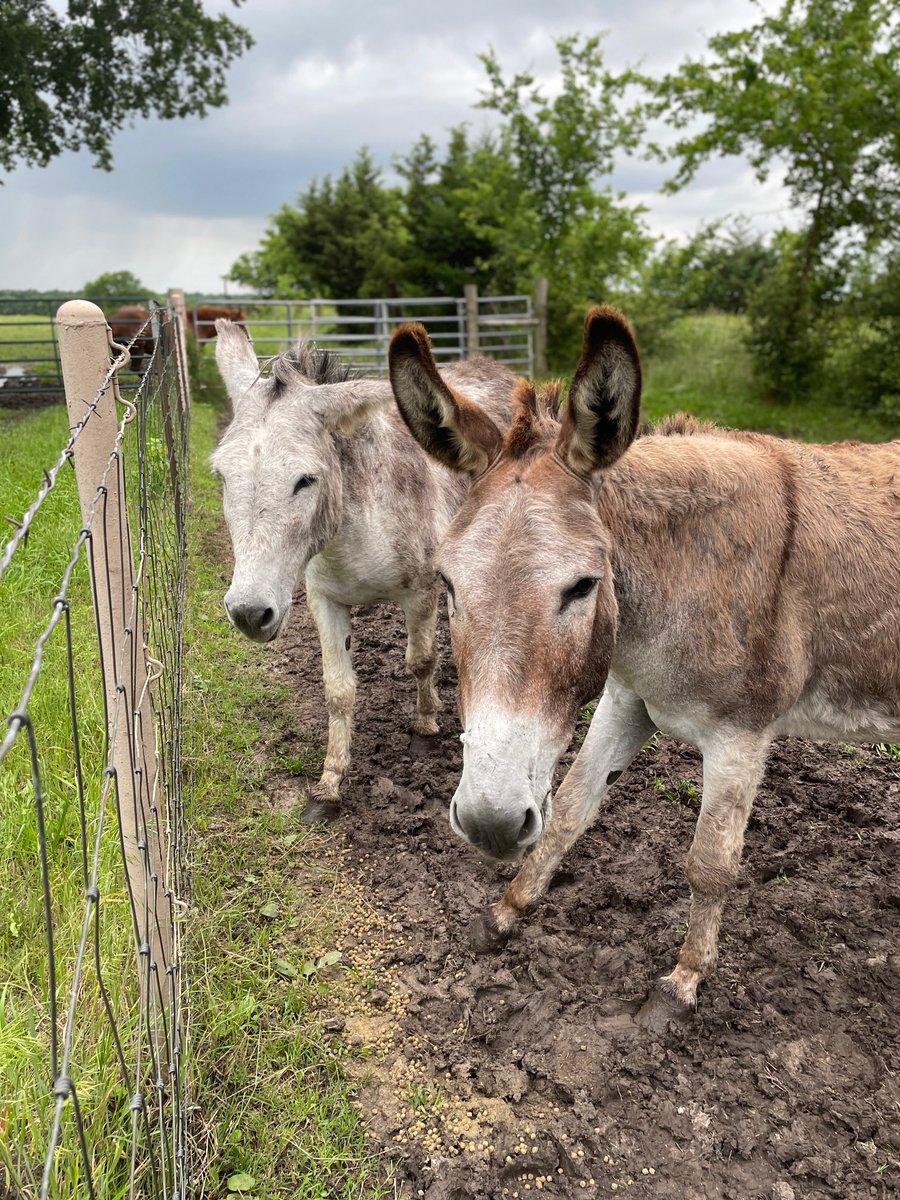 Jedi &amp; Barry Wayne are wise, old donkeys that act like the welcoming committee to new rescues.  Horses, Donkeys, Cows &amp; more... they are there to make the scared new animals feel safe!  These old guys came from horrific conditions but you would never know by the love they show ❤️