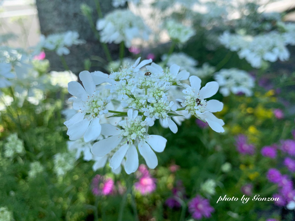 オルレアの花言葉