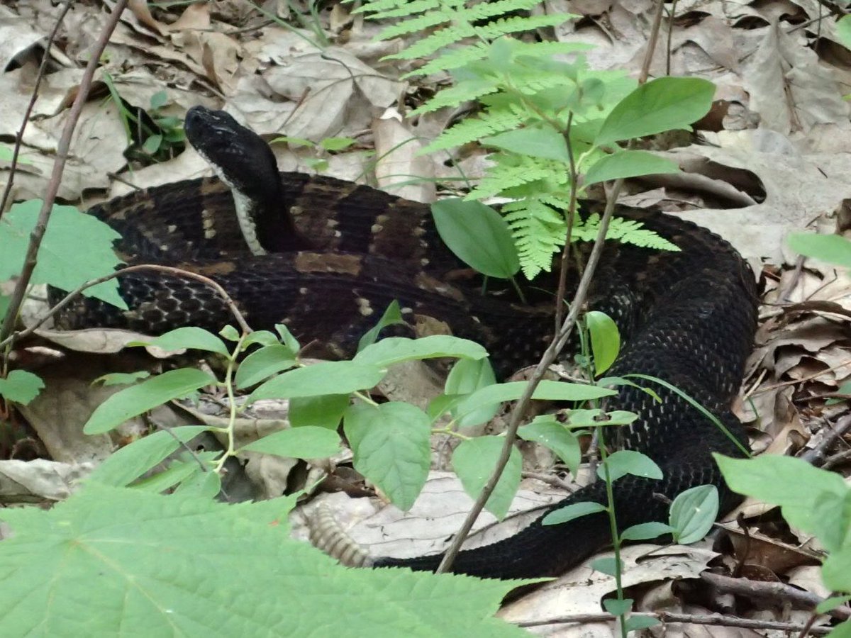 Chris Howey tweet media