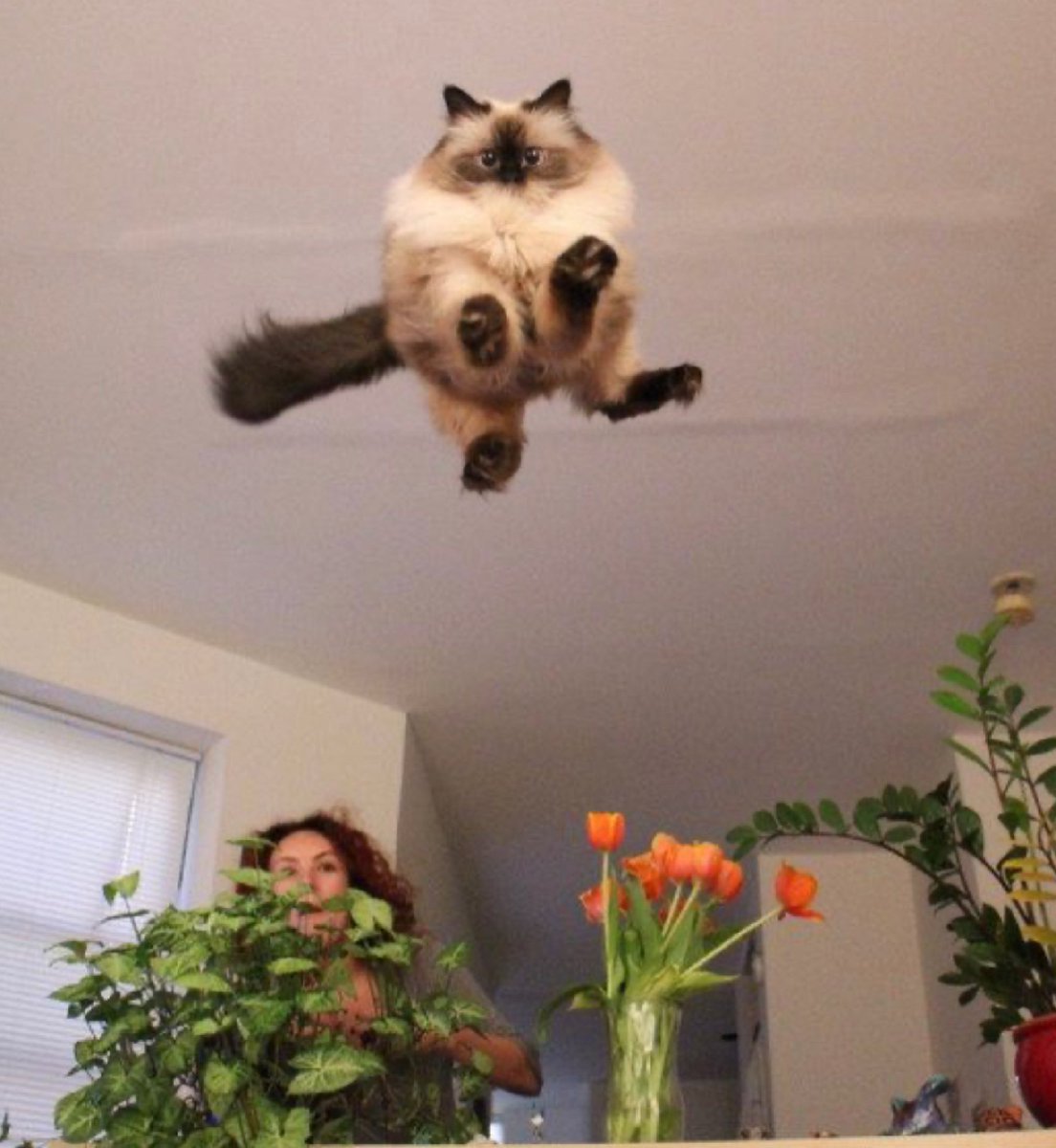 kapebeansies's tweet image. 