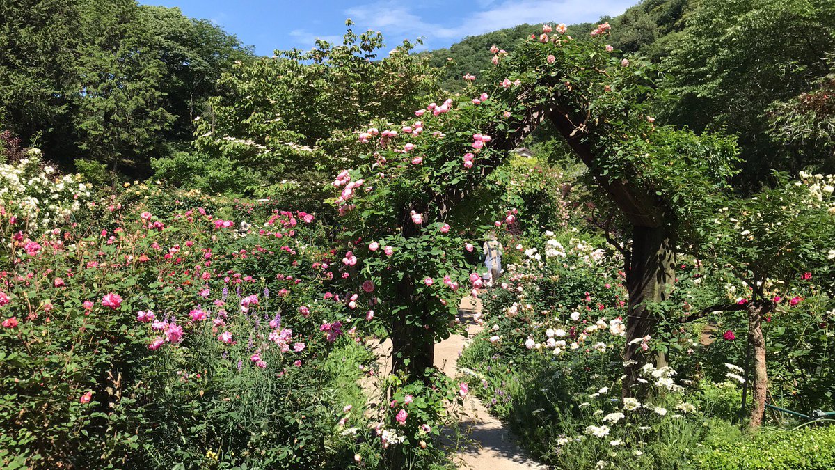 moromaru1's tweet image. 本日の滝ノ入ローズガーデンだよ！今週は天気も良く、妖艶なバラの香りを楽しむには良いよね^_^僕もうっとりしちゃうよ^_^今月の31日までオープンしているよ。みんなも来てみてね！