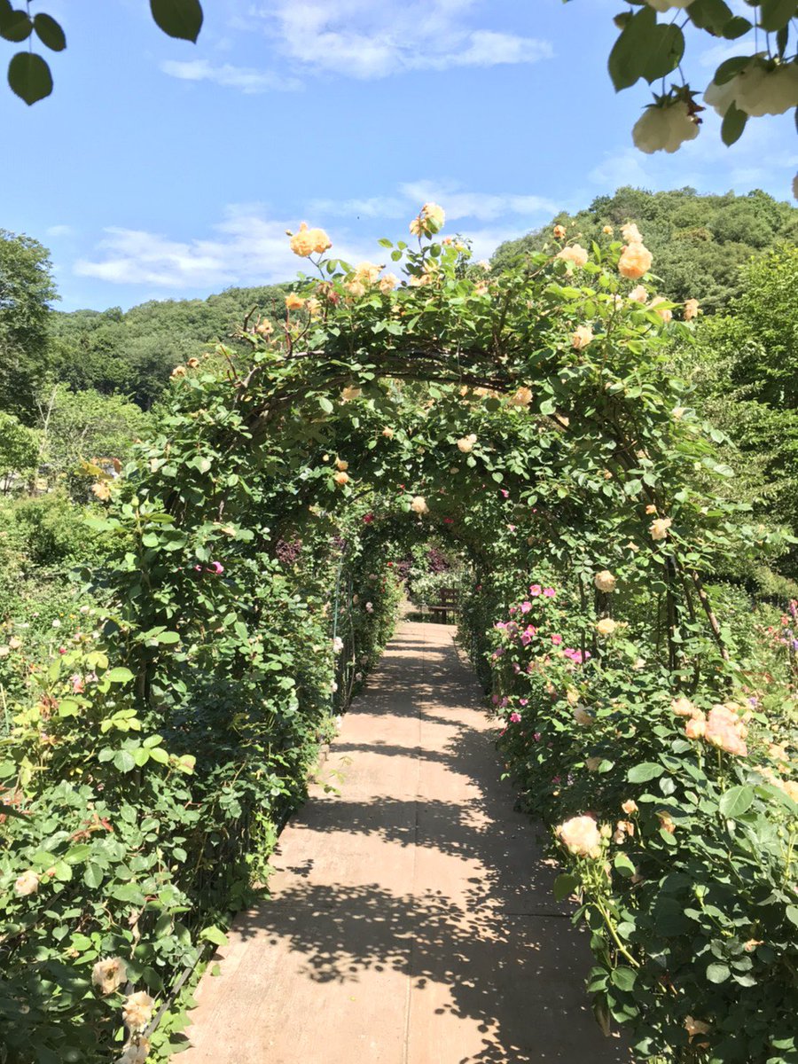 moromaru1's tweet image. 本日の滝ノ入ローズガーデンだよ！今週は天気も良く、妖艶なバラの香りを楽しむには良いよね^_^僕もうっとりしちゃうよ^_^今月の31日までオープンしているよ。みんなも来てみてね！