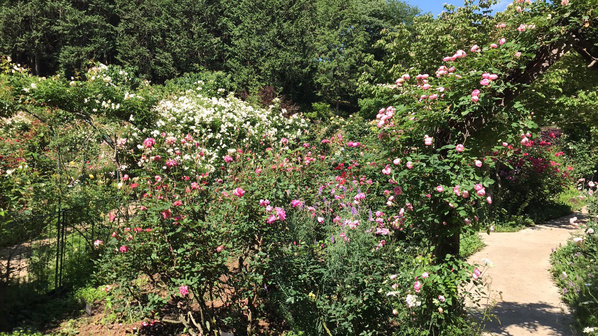 moromaru1's tweet image. 本日の滝ノ入ローズガーデンだよ！今週は天気も良く、妖艶なバラの香りを楽しむには良いよね^_^僕もうっとりしちゃうよ^_^今月の31日までオープンしているよ。みんなも来てみてね！