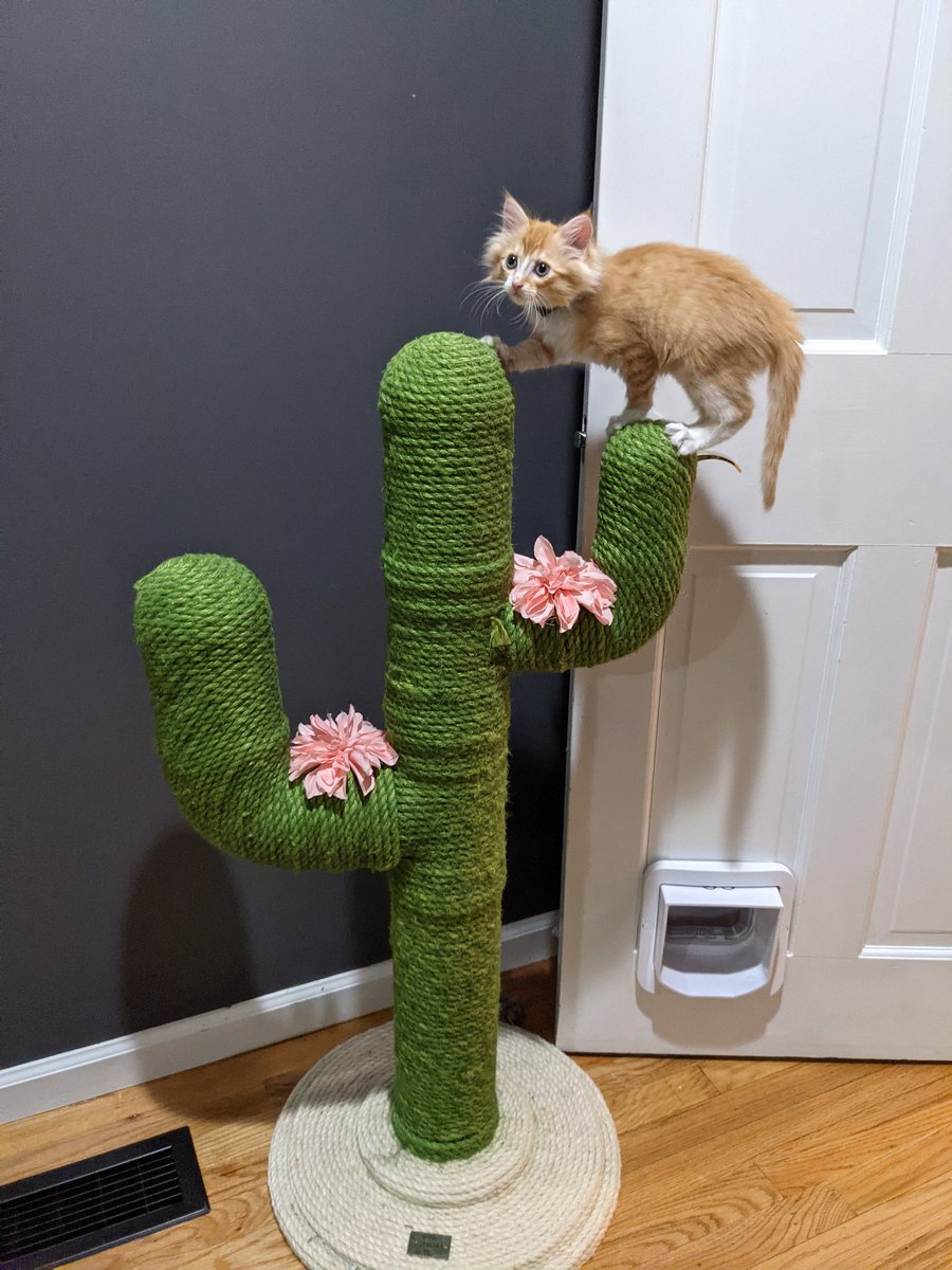 Kitten Academy tweet media