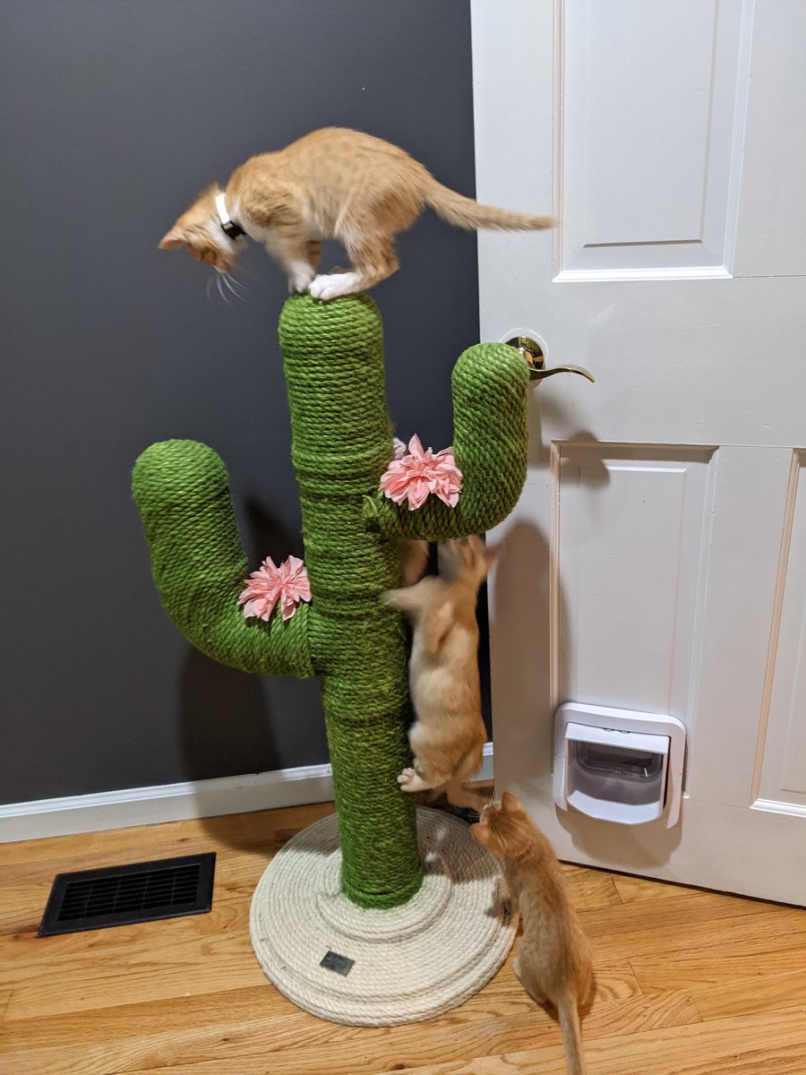 Kitten Academy tweet media
