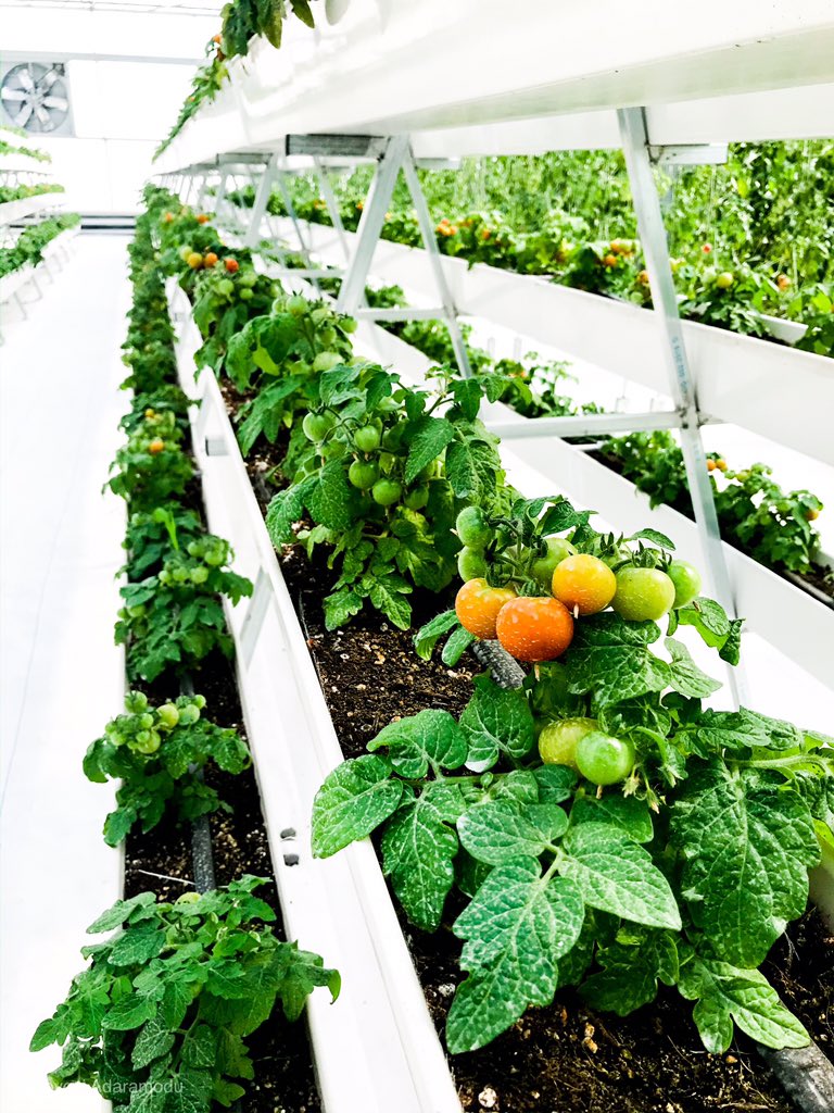 yoursorghumgirl's tweet photo. #thisishowiscience
Plant scientist 👩🏾🔬 https://t.co/jcqd2GC5kZ