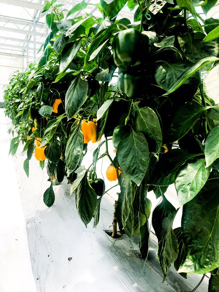 yoursorghumgirl's tweet photo. #thisishowiscience
Plant scientist 👩🏾🔬 https://t.co/jcqd2GC5kZ