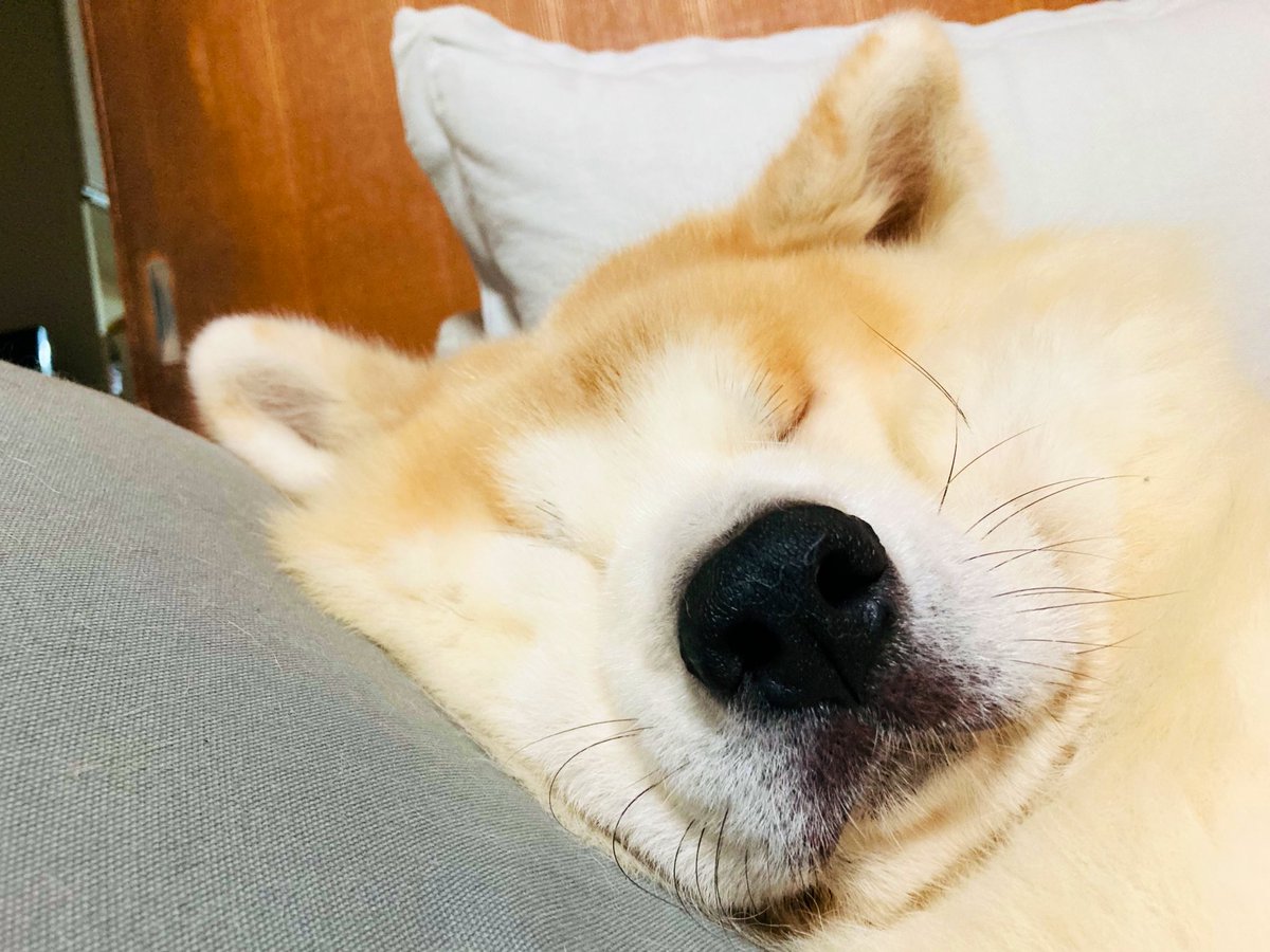 犬の寝顔 Twitter Search