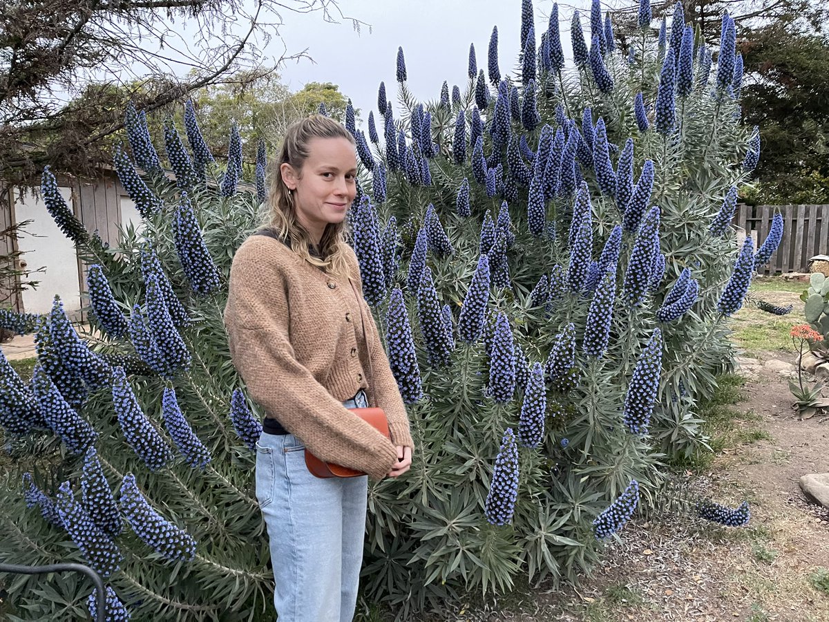 Brie Larson tweet media