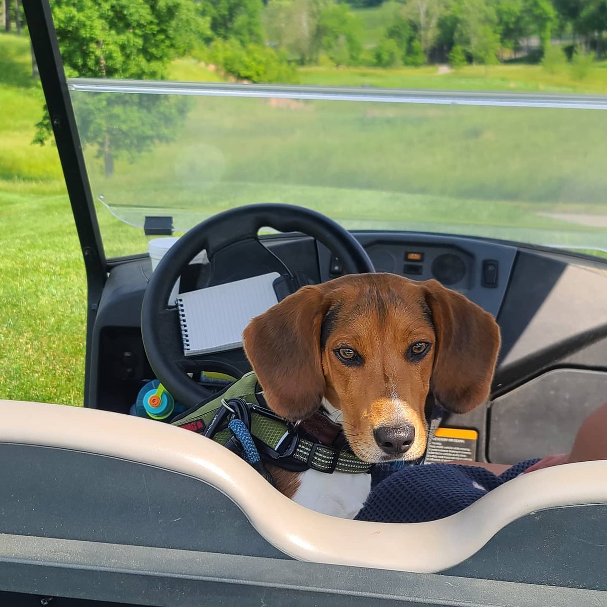Had a little help hand watering this weekend! #dogsofturf #valhallagolfclub