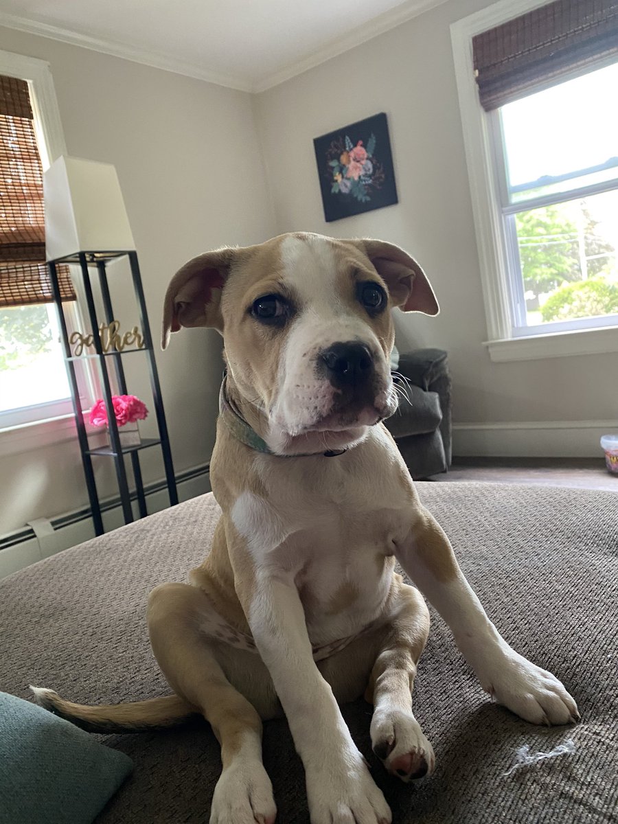 MegSmith76's tweet photo. She loves me!  #dollythepitbull https://t.co/uoSVbrkTN8