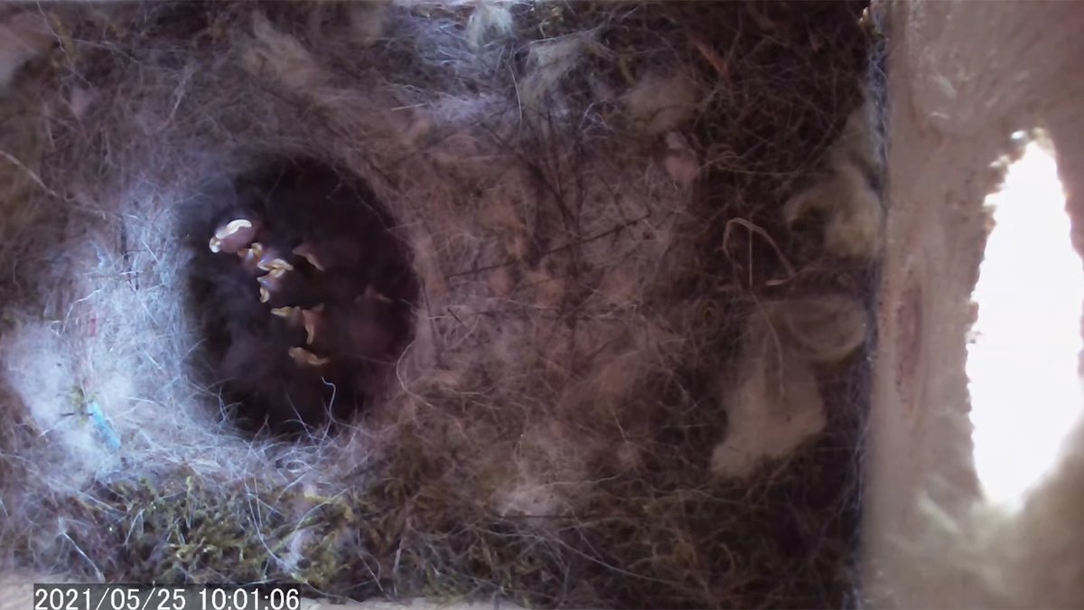 野鳥の巣箱観察カメラ シジュウカラの巣箱 孵化 5日目 Live 巣箱カメラ 2ch Nest Box Camera 21 05 25 T Co Nmb2r49bvy シジュウカラ 巣箱