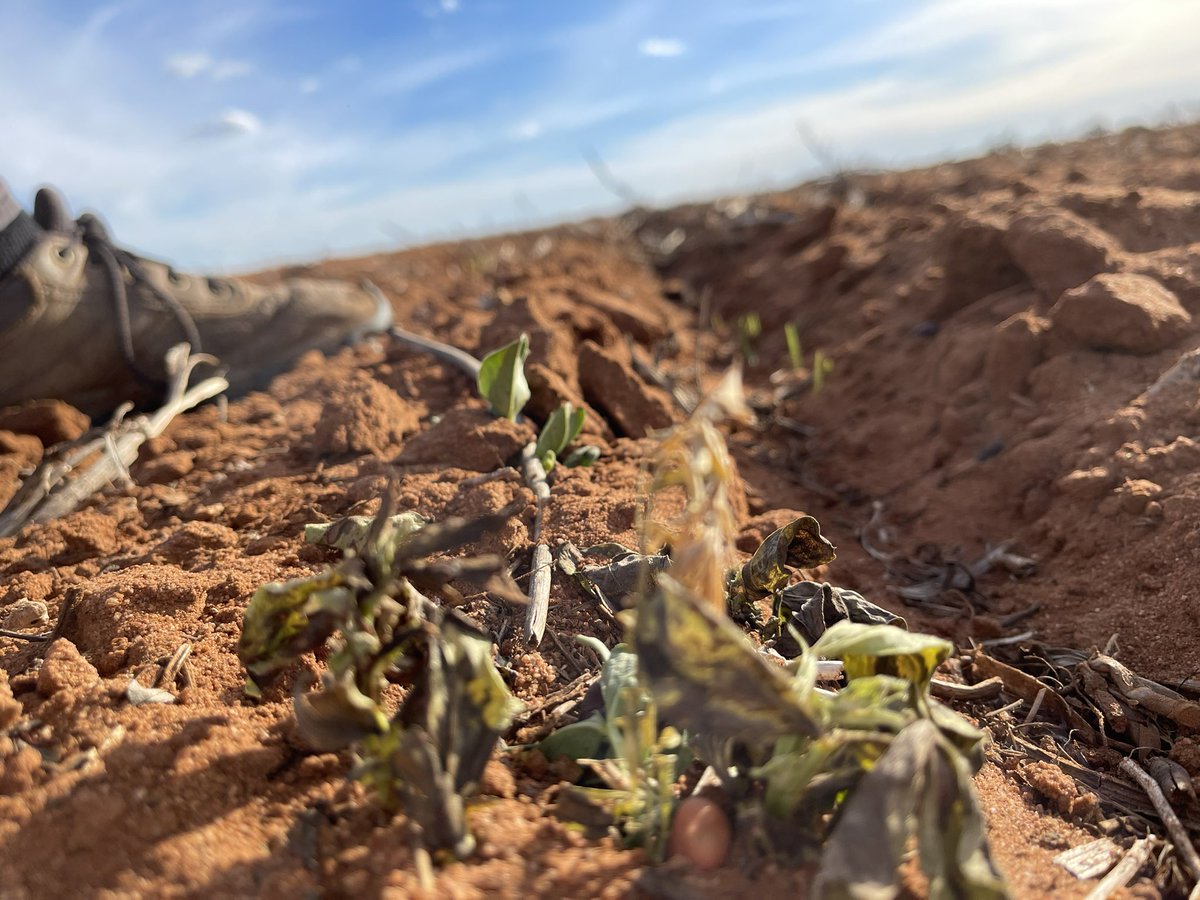 rick_rundell's tweet photo. Spartacus emerging on 5mm back on a 2 year #phase - Bendoc on Lentils! #Terrador did a cracking job on bean plus lentil vol https://t.co/BgTvwU37iv