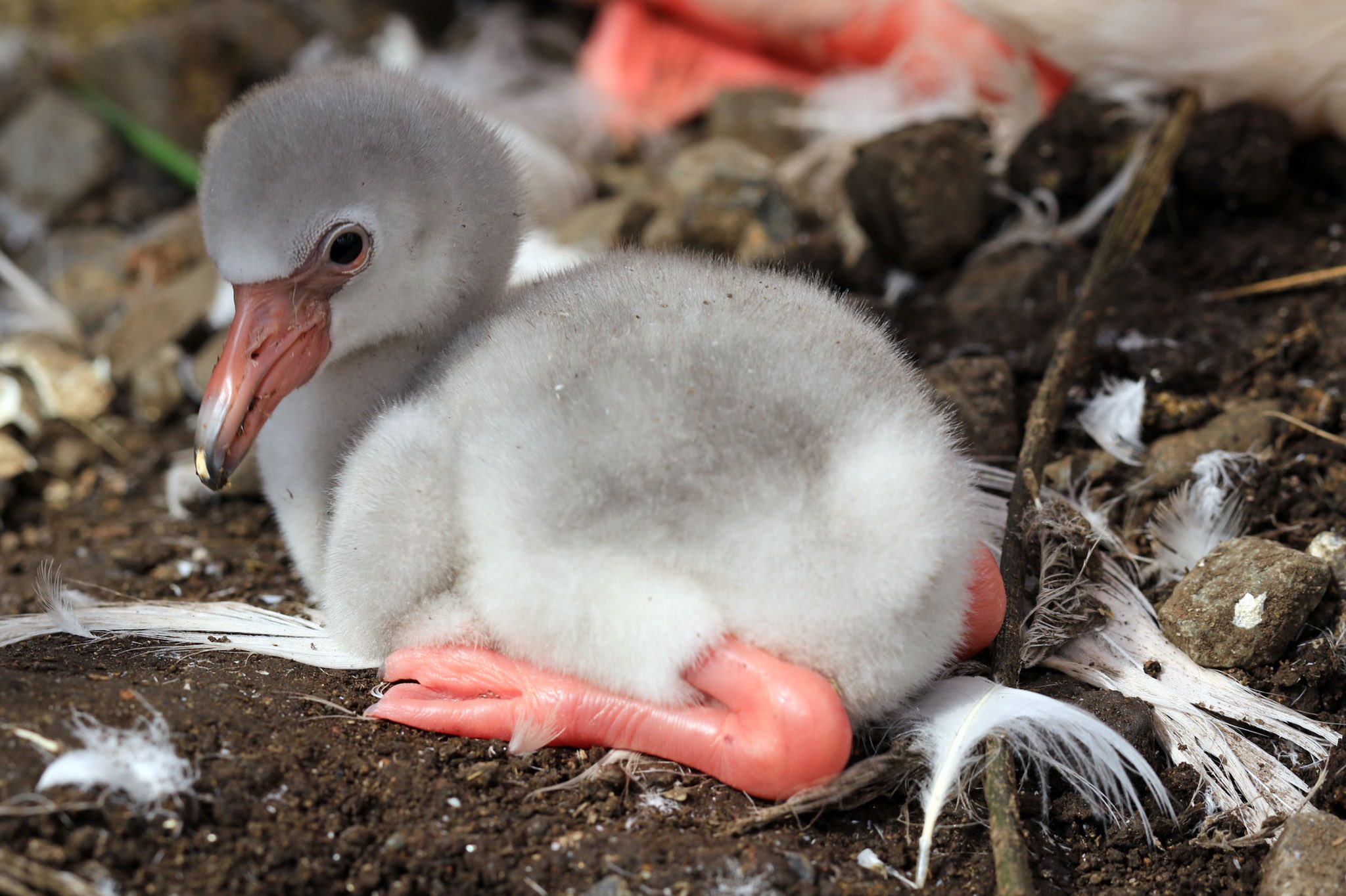 富士花鳥園 ひなミンゴ 21 21 05 25 昨日孵化を確認した フラミンゴの赤ちゃんです 富士花鳥園 オオフラミンゴ ヨーロッパフラミンゴ ヒナ T Co 2bpyna5ldw Twitter