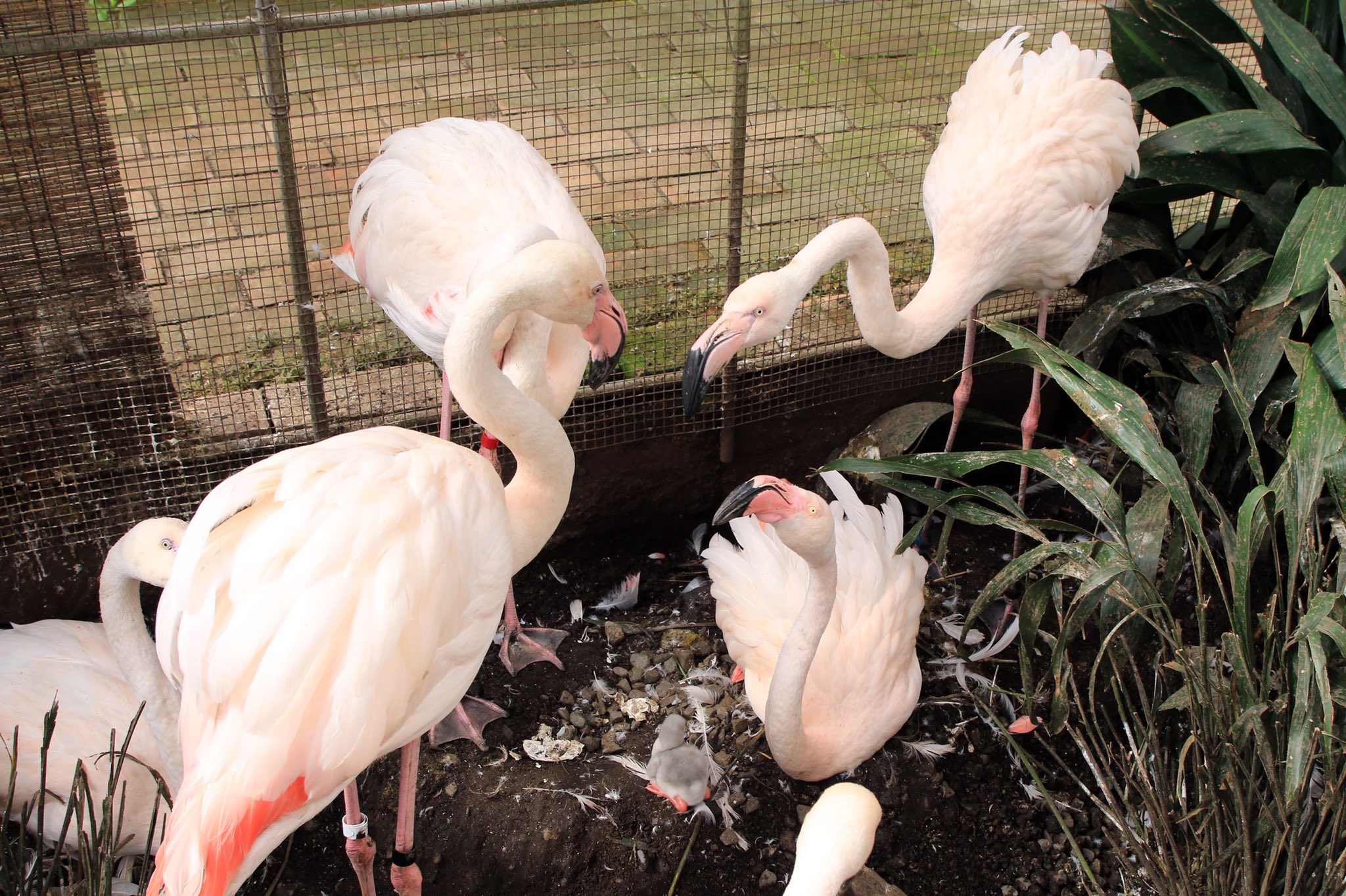 富士花鳥園 ひなミンゴ 21 21 05 25 昨日孵化を確認した フラミンゴの赤ちゃんです 富士花鳥園 オオフラミンゴ ヨーロッパフラミンゴ ヒナ T Co 2bpyna5ldw Twitter