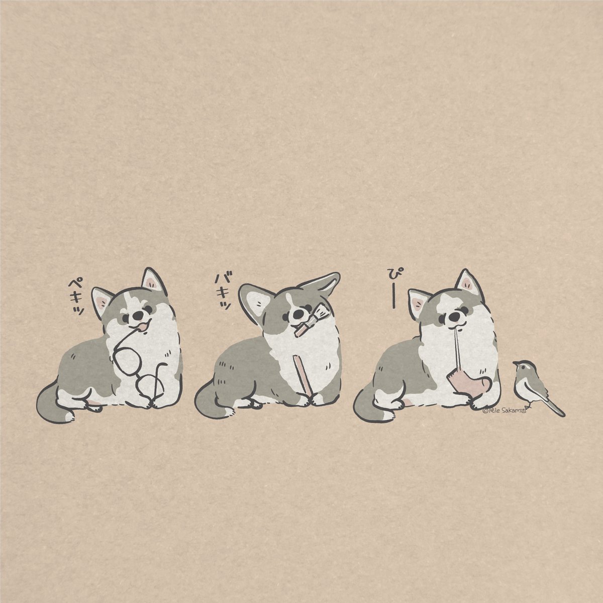 「おもちゃじゃないものをおもちゃにするうちのハスキーとコーギー 」|サカモトリエ/イラストレーターのイラスト
