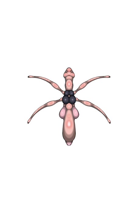 新デザイン作成中

全体的に蟲と軟体生物の中間の様なデザインに。

脚は4本で触手状になっており、先端には鉤爪が収納されている。約1.5倍程伸び縮みする。

首元のエラのような器官から催淫ガスを噴出する。

生殖器は極長で、露出すると爬虫類(トカゲ)感が出る(かも?) 