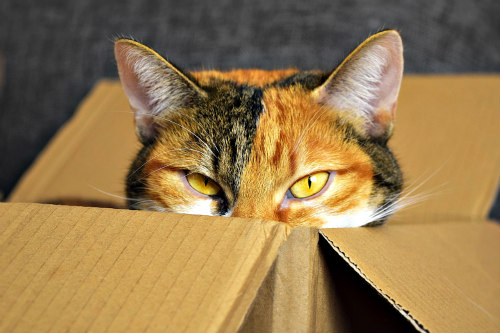 CatMamasDotCom's tweet photo. You know you're a crazy #cat woman when…You don't throw out cardboard boxes for days because the cats love them! https://t.co/b4HHCNleEZ