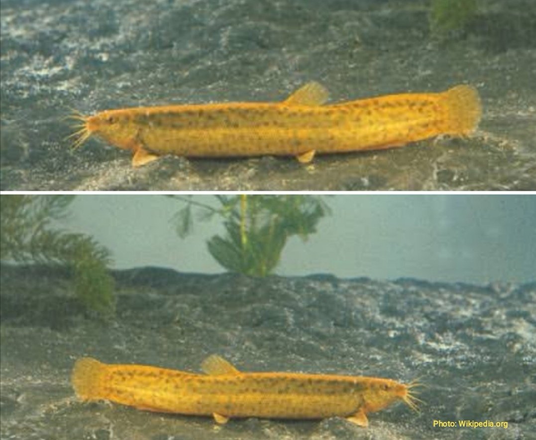 Turk. J. of Fish. & Aquat. Sci. tweet media