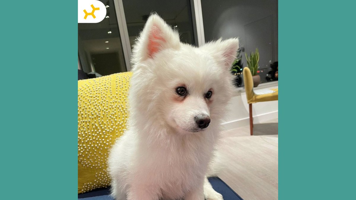 embarkvet's tweet photo. Can you match the Embark breed results correctly? Leave your guess in the comments! #MondayMatch
1. Lupin
2. Udon
3. A
4. B
Check back tomorrow to see if you got it right!
#EmbarkDecoded #EmbarkVet #EmbarkWithUs https://t.co/y1DQAdC3i4