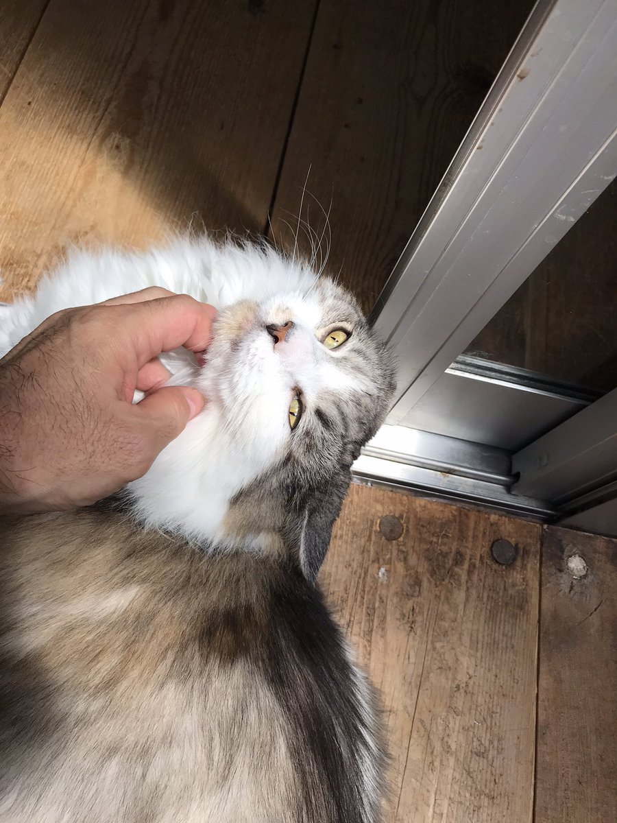 まだまだ続けるニャ 今日のマルオ メインクーン 山本マサユキ のイラスト