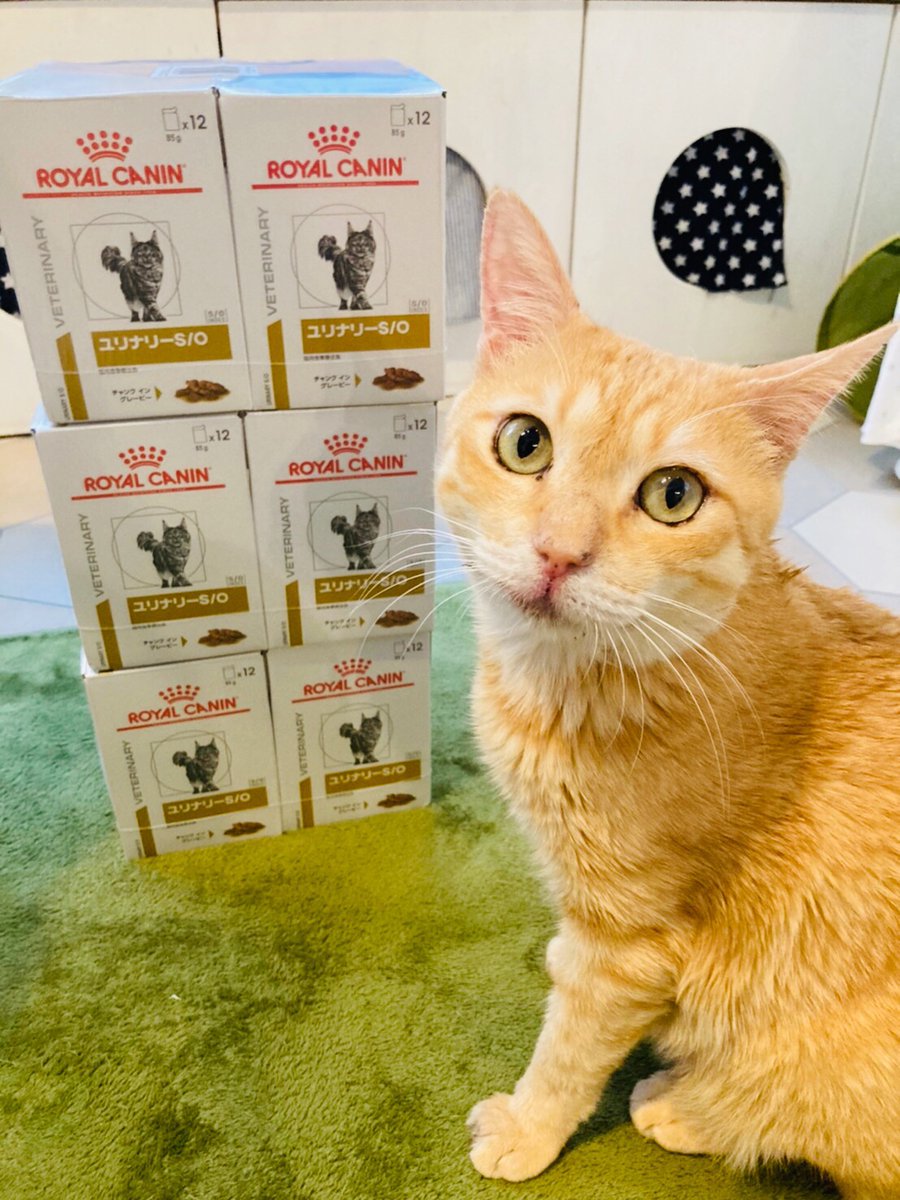 CATS_INN_TOKYO's tweet photo. ご寄付のお礼♫
K様
ロイカナ ユリナリーs/o
ちゃのすけへのご支援ありがとうございます♫
猫エイズ陽性のため体調を崩しやすいのですが元気な時にはごはんちょうだい!とキラキラの目でおねだりも★
里親さんが見つかりますように!
キャッツイン東京
#保護猫カフェ #板橋 #chanocit #里親募集 https://t.co/5dzdEhqCdh