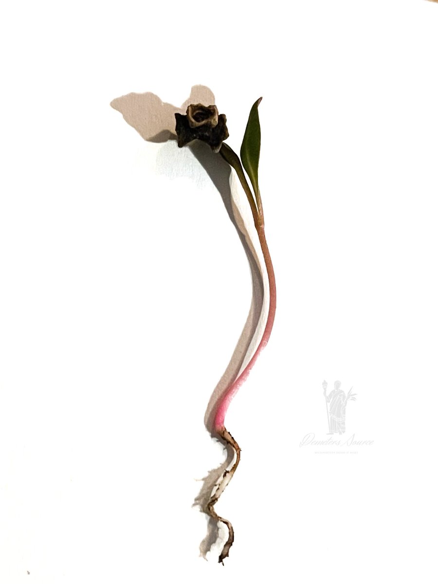 DemetersSource's tweet image. Rainbow Swiss Chard #microgreens now available! 

Why Rainbow Swish Chard Microgreens?
 
Aside from there vibrant colors and many nutritional values, Swiss Chard will have a spinach flavor and make a great addition to any salad or top off your pizza with them!