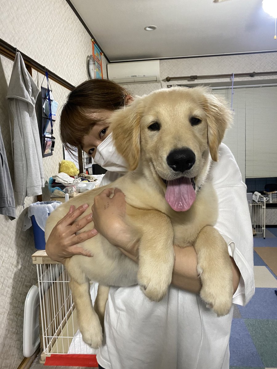 めい ゴールデンレトリバー めいの成長日記 今日は めいの4ヶ月の誕生日 体重15 5キロになりました 体重どんどん増えてます ゴールデンレトリバー 犬 犬好き 犬のいる暮らし 犬大好きさんと繋がりたい 愛犬 犬の生活