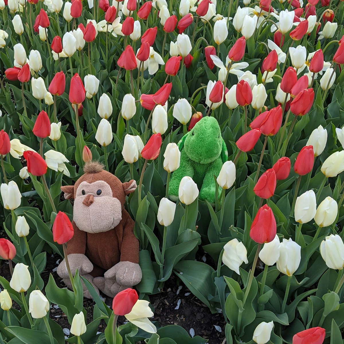 TurtleLJMonkey's tweet photo. #FieldOfDreams https://t.co/53Am6ejPLs