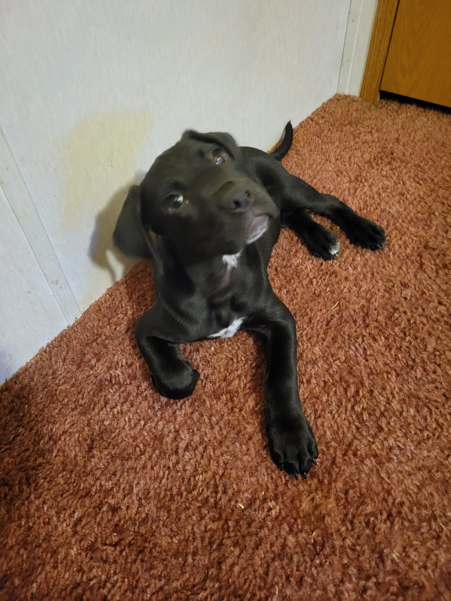 iiwii33's tweet photo. Meet my #doge baby Artemis. She knows...
#DogecoinToTheMoon 
#DogecoinRise 
 #dogearmy https://t.co/MIOxZTqUJQ