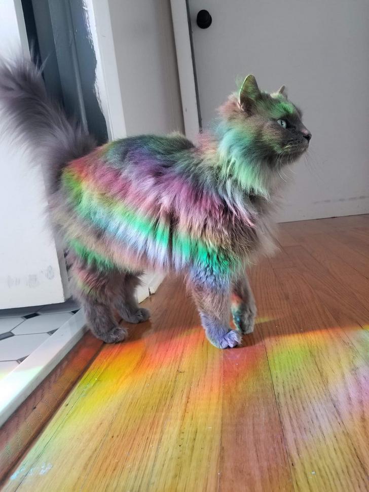 fanderanimals's tweet photo. rainbow cat https://t.co/AN0Y9Gkqxr
