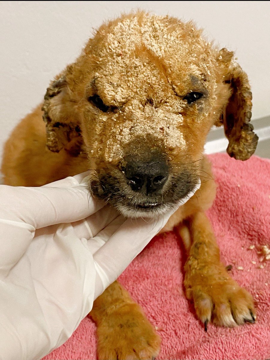 Patitas Glew tweet media