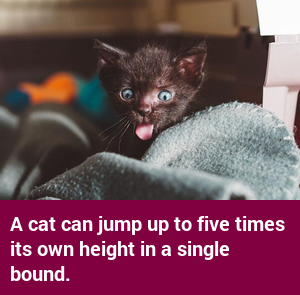 factcatbot's tweet photo. https://t.co/xESJswNdTo