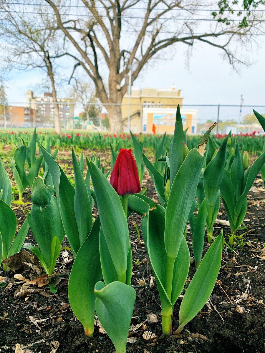 crantina's tweet photo. I just love all the tulips in #RileyPark — the blooms are determined to change your mood and ensure a smile. I don’t know why, but tulips always lighten the mood. #smile #BreatheIntoIt #TulipPower #TulipLove 🌷 https://t.co/0gwMxT7UgE