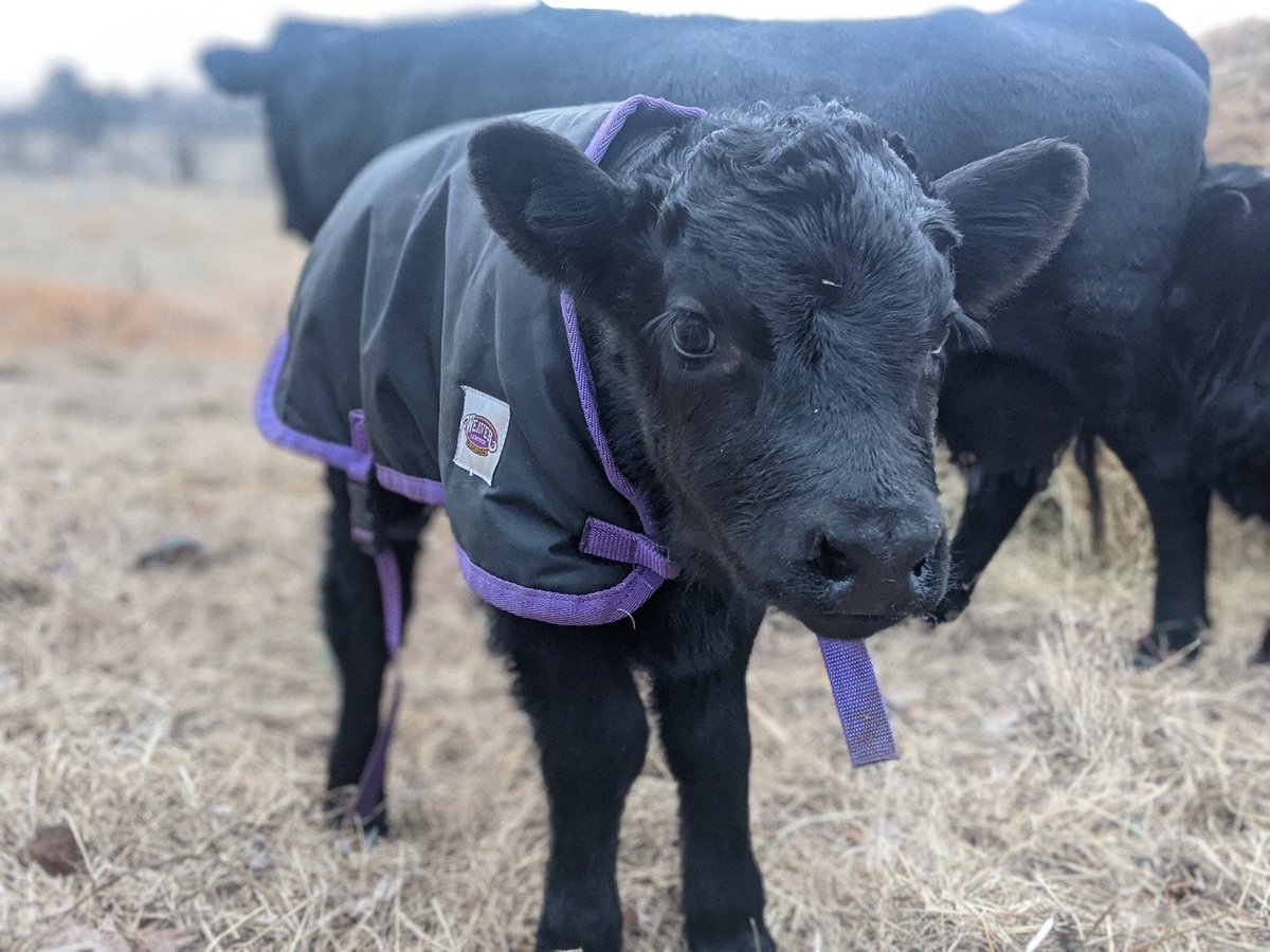 CJ Del Rosario tweet media