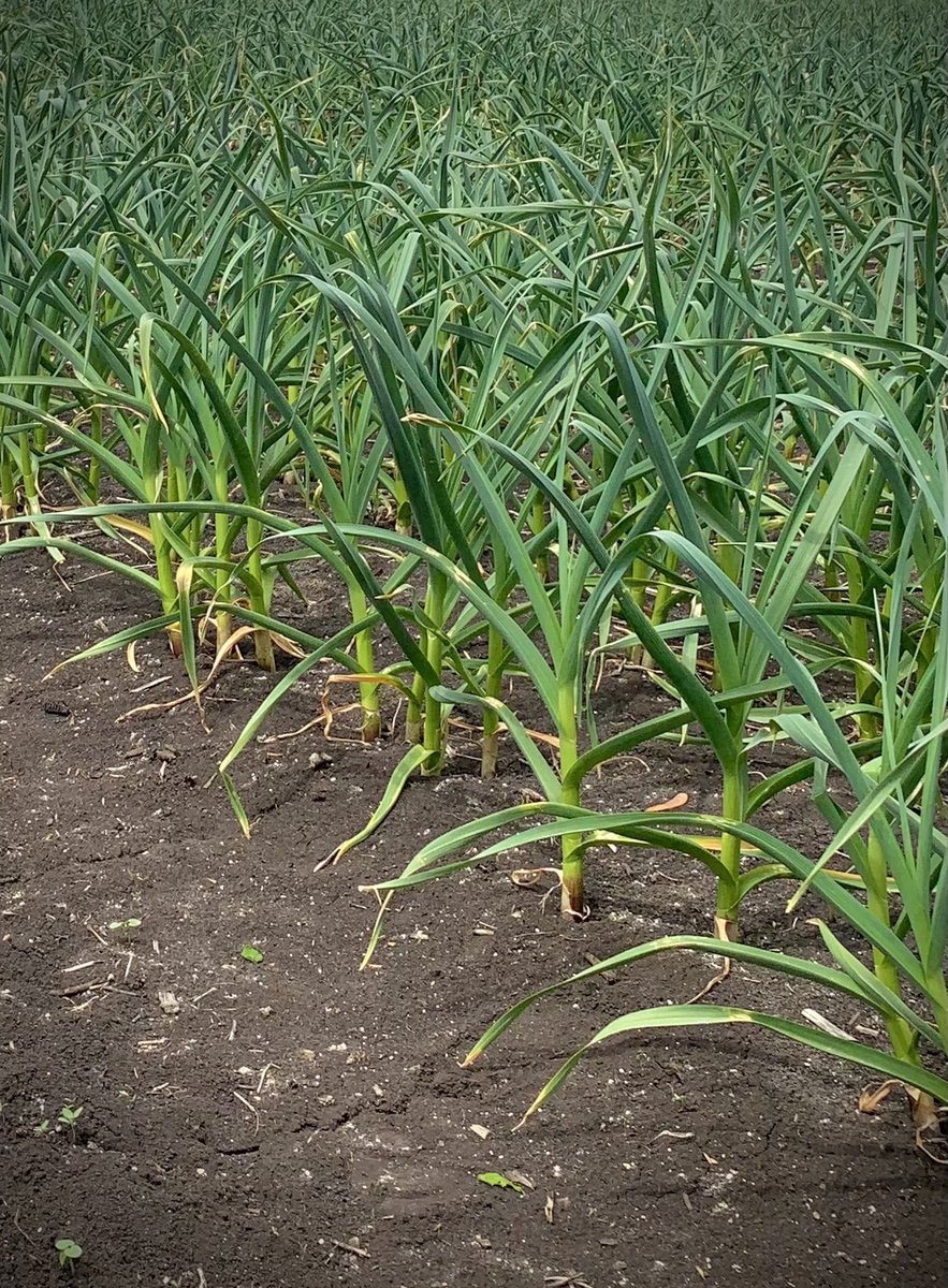 nathan teetzel tweet media