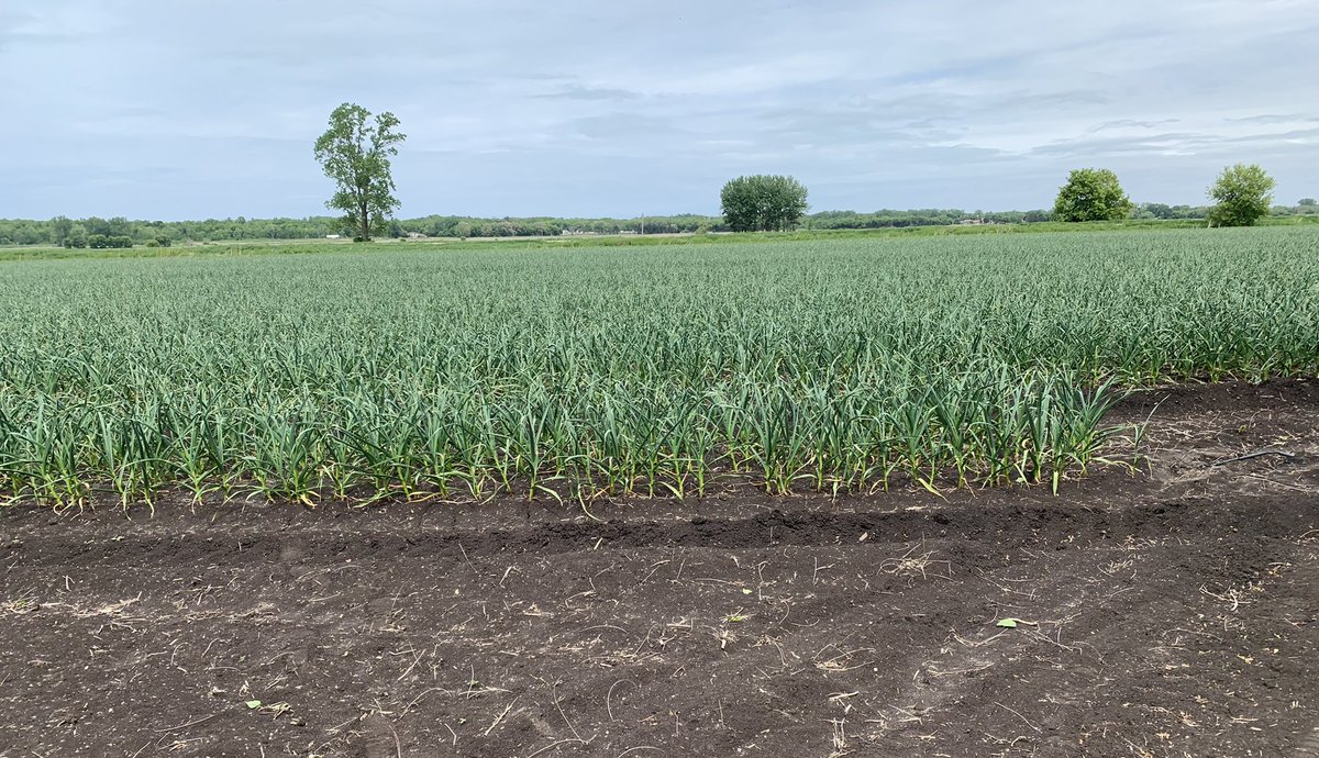 When it’s cold in March sometimes you wonder how those tiny little plants are going make it .. Ontario Music Garlic, keeps on growing #ontag #cdnag #ongarlic #lambton