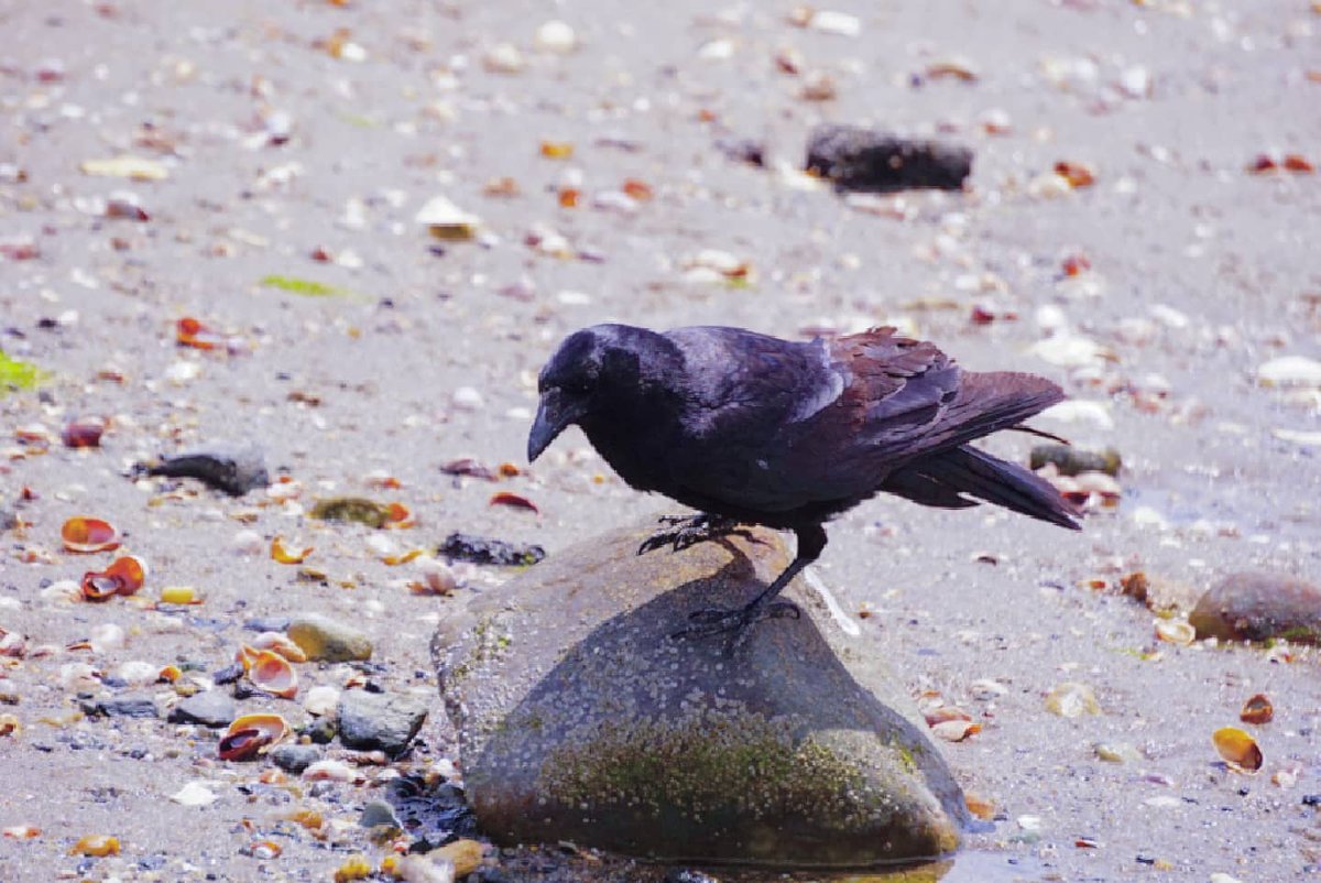 xbirdnerdx's tweet photo. I got to see my crows today! https://t.co/khhonHar97