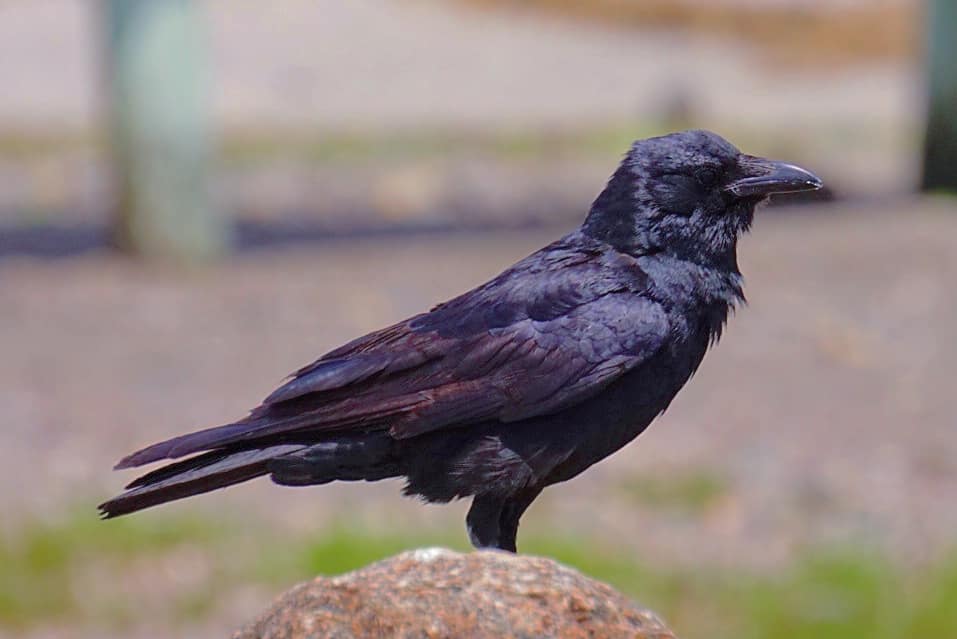 xbirdnerdx's tweet photo. I got to see my crows today! https://t.co/khhonHar97